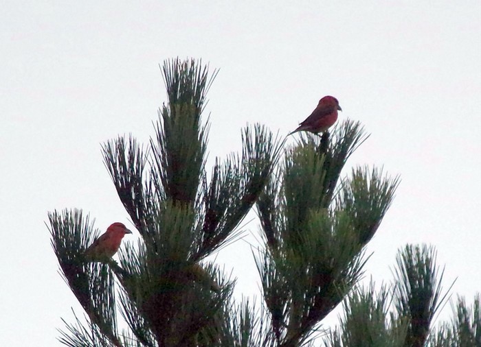 Crossbill