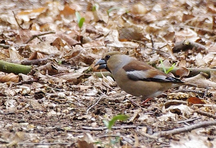 Hawfinch