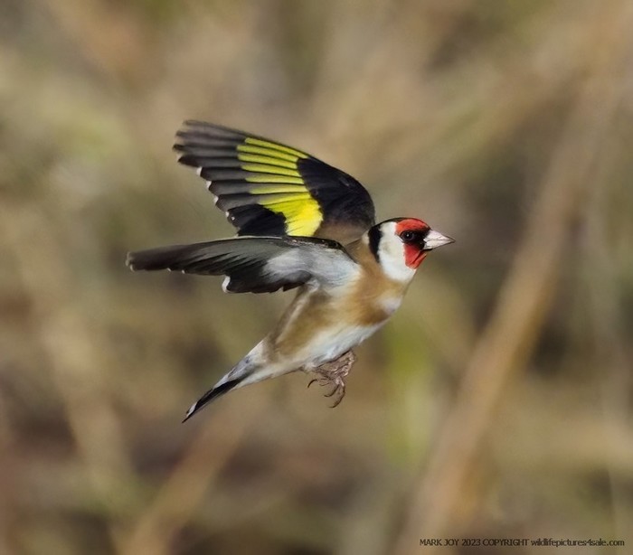Goldfinch