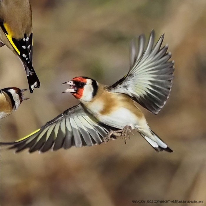Goldfinch