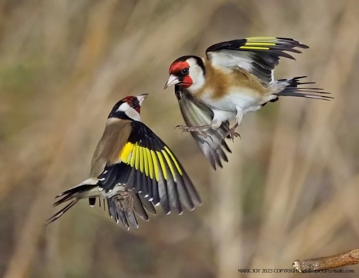 Goldfinch