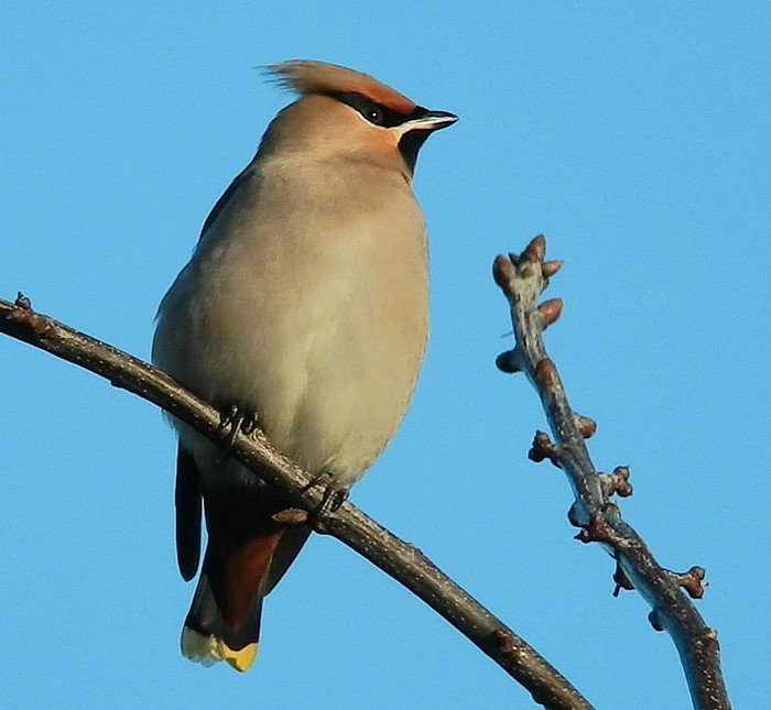 Waxwing