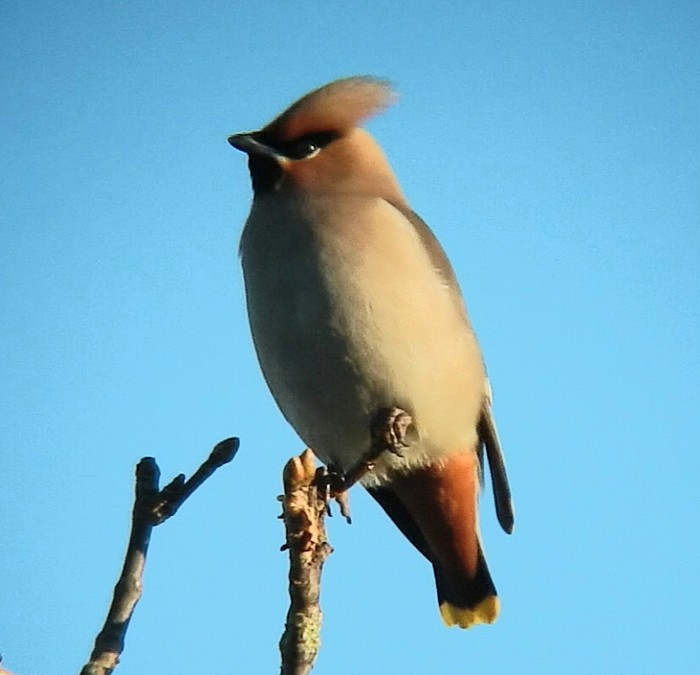 Waxwing