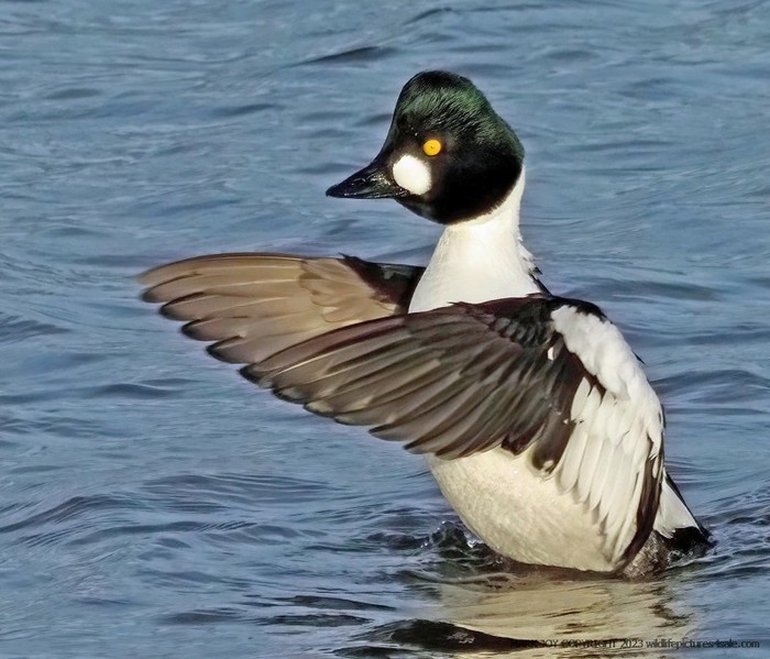 Goldeneye