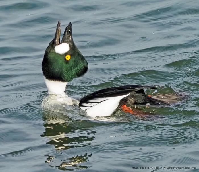 Goldeneye