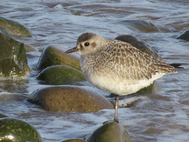 Grey Plover