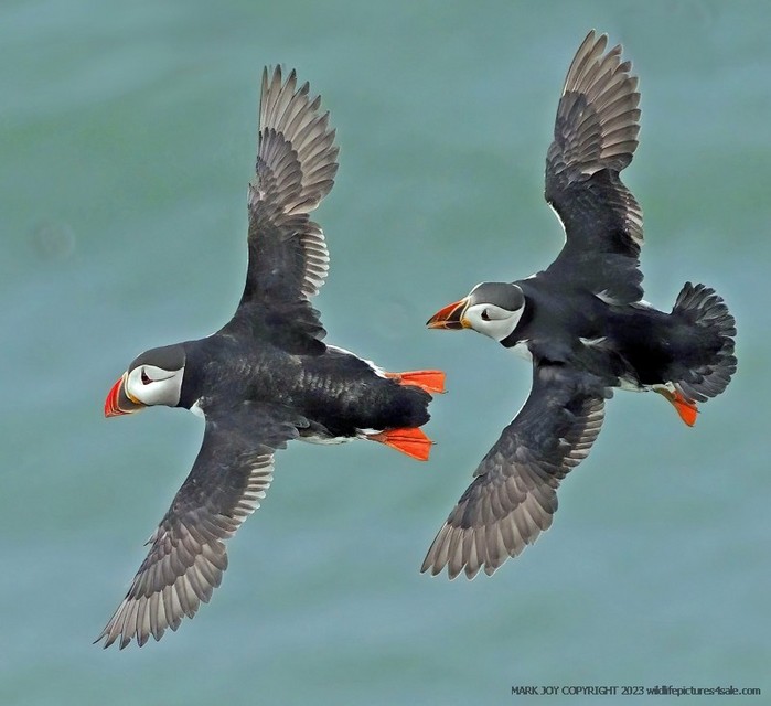 Puffin