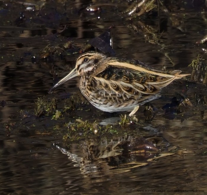 Jack Snipe