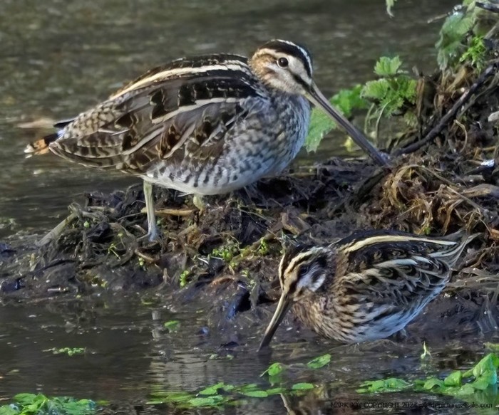 Jack Snipe