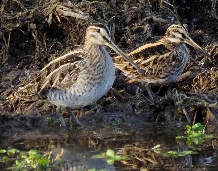 Jack Snipe