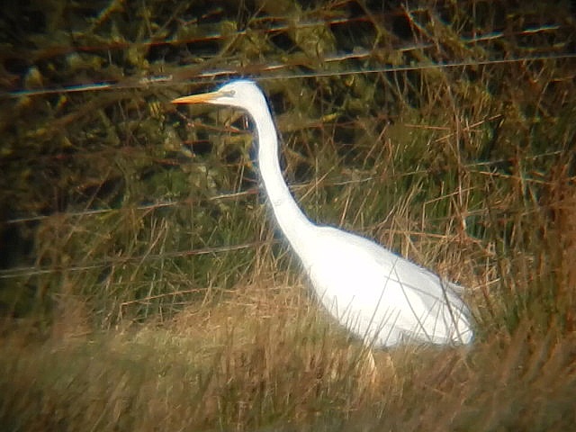 Great White Egret
