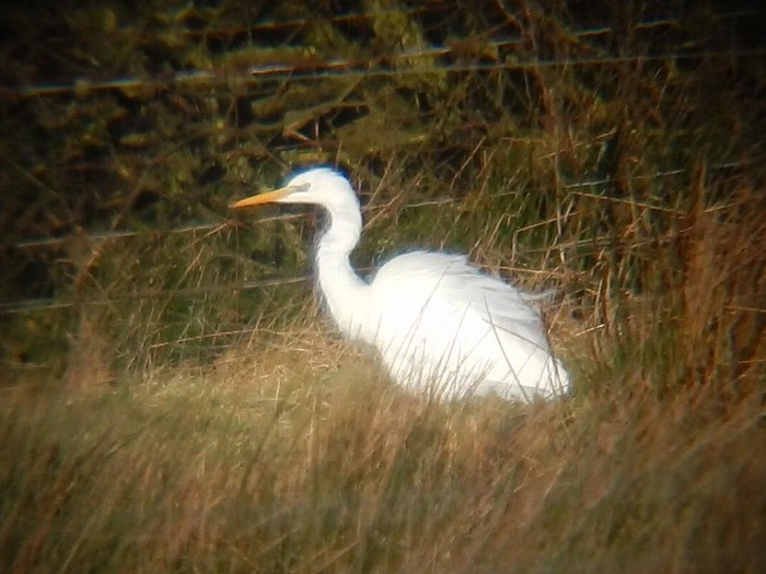 Great White Egret