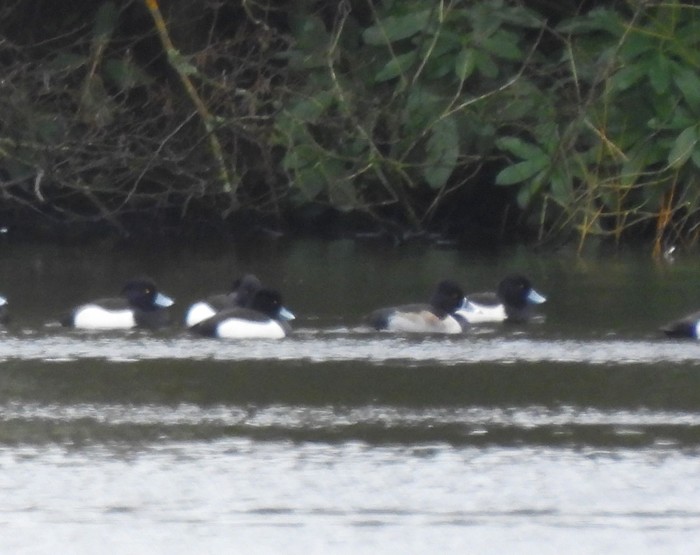 Ring-necked Duck