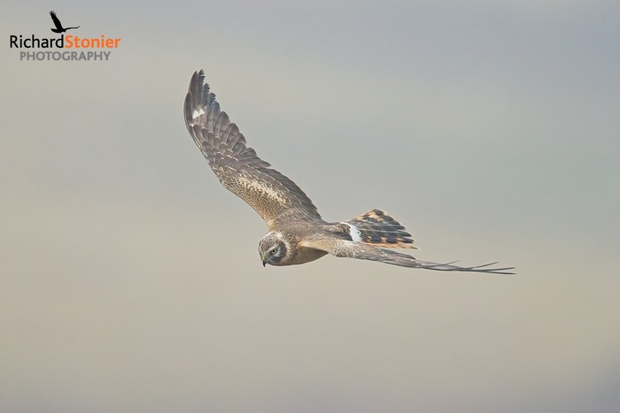 Pallid Harrier