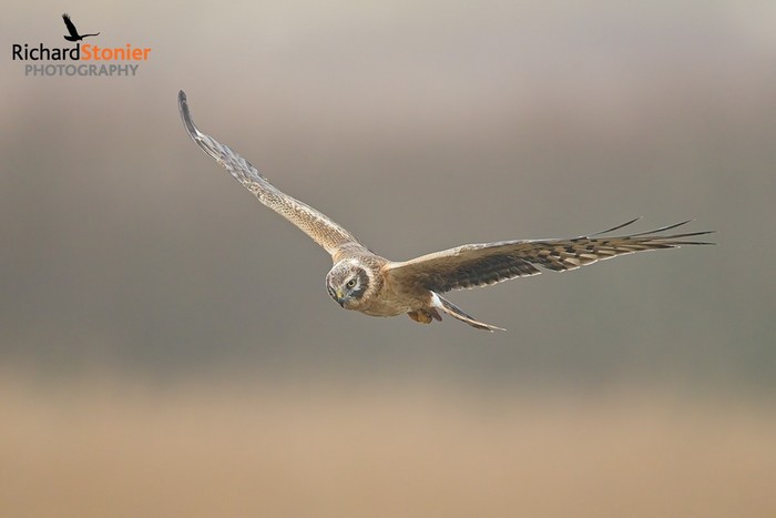Pallid Harrier