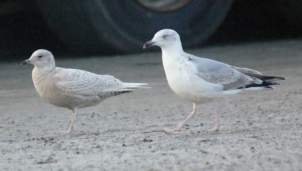 Iceland Gull