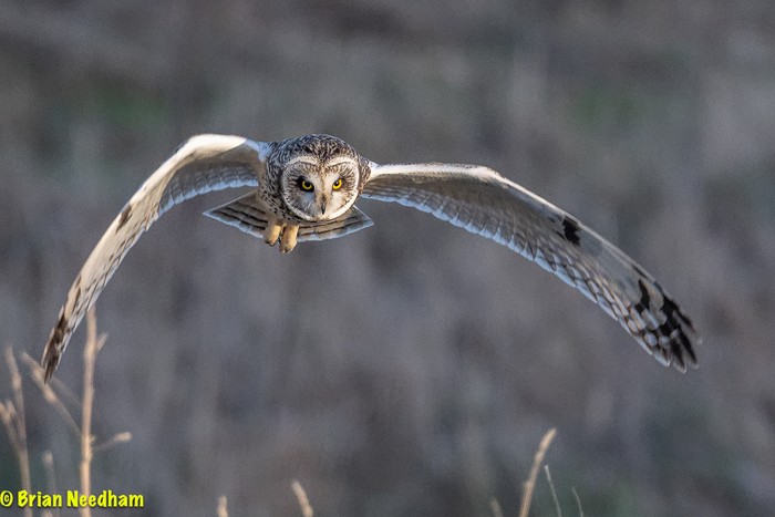 Short-eared Owl