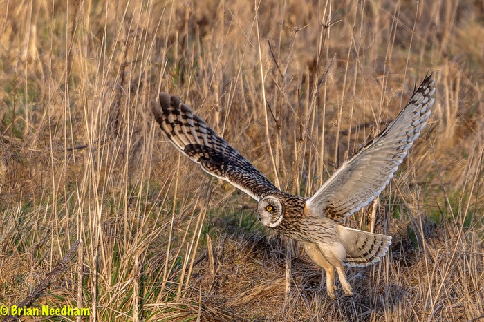 Short-eared Owl