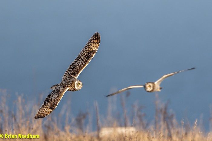 Short-eared Owl