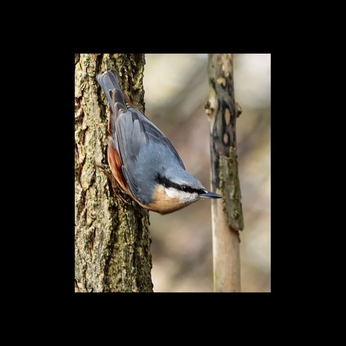 Nuthatch