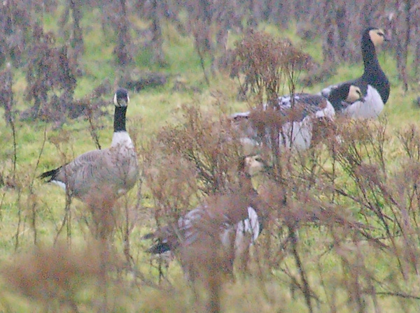 Richardson's Canada Goose
