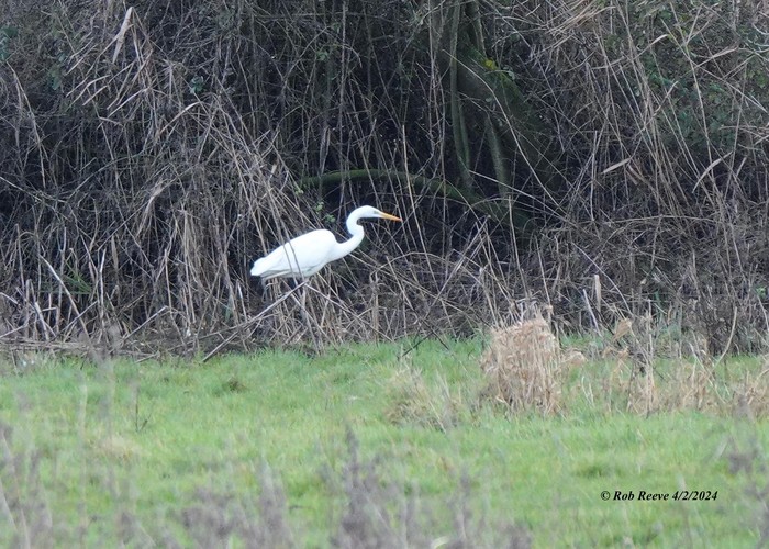 Great White Egret