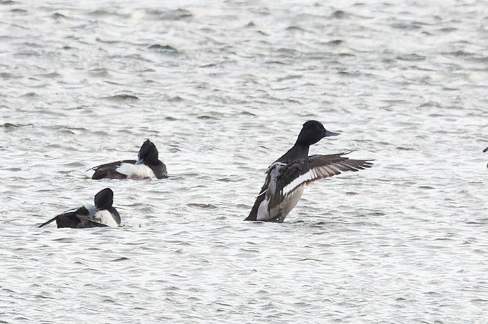 Lesser Scaup