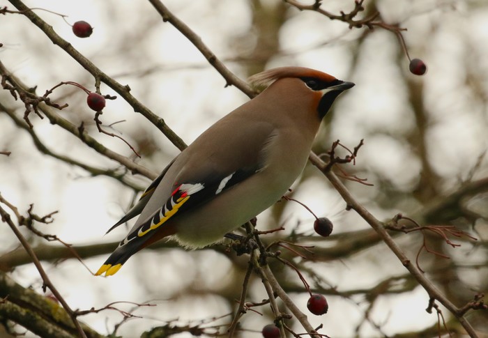 Waxwing