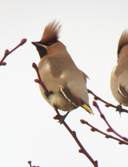 Waxwing