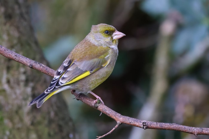 Greenfinch