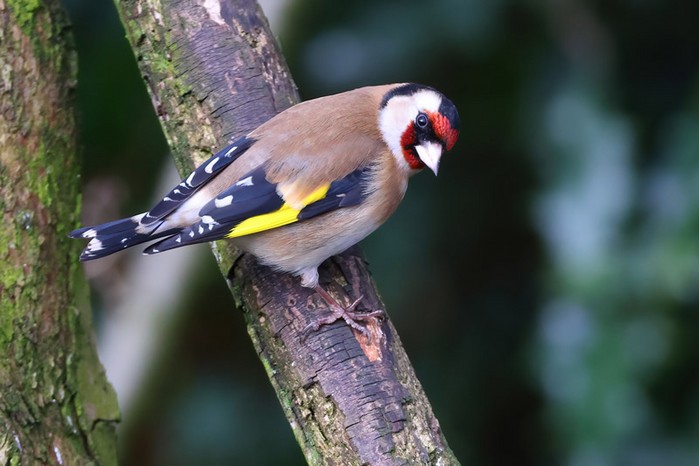 Goldfinch