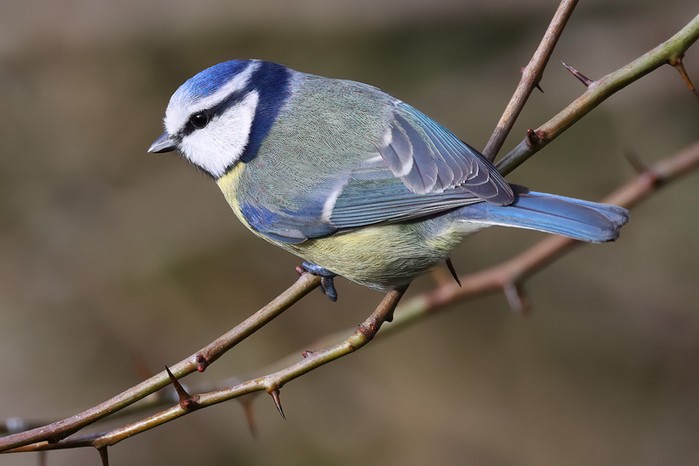 Blue Tit