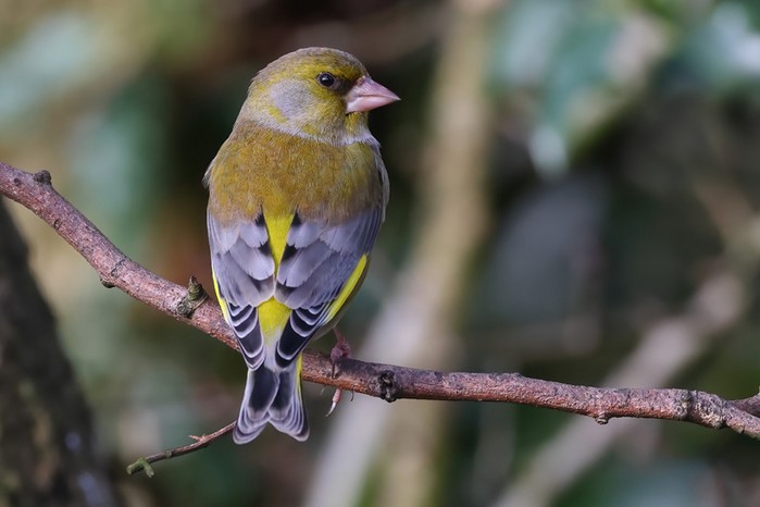 Greenfinch