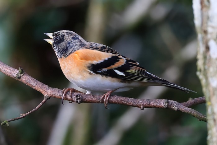 Brambling