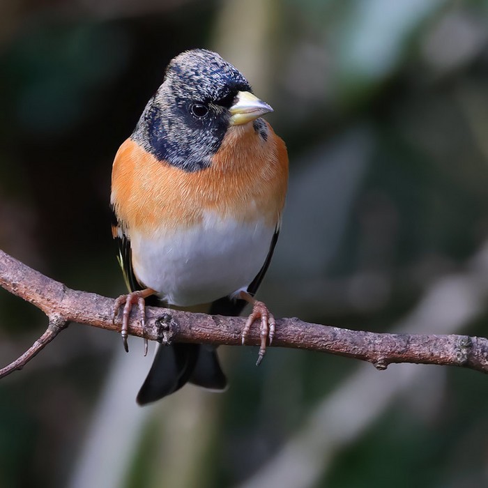 Brambling