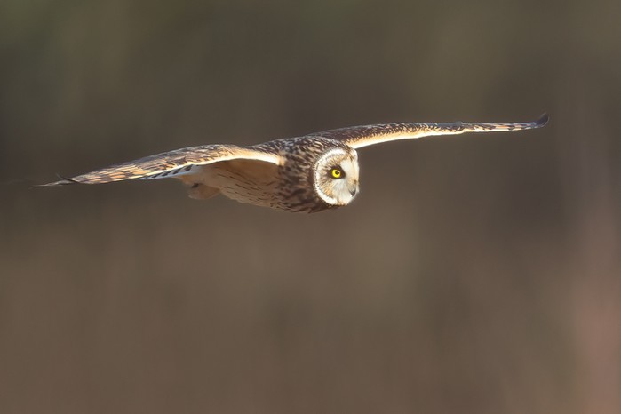 Short-eared Owl