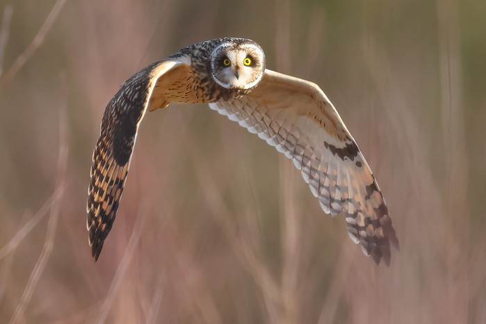 Short-eared Owl