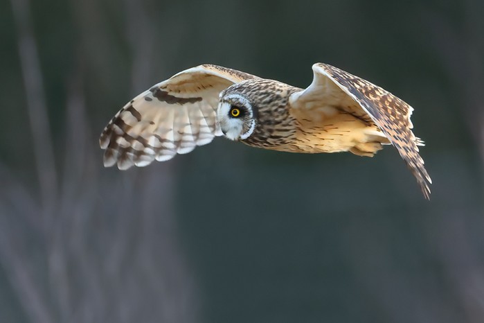Short-eared Owl