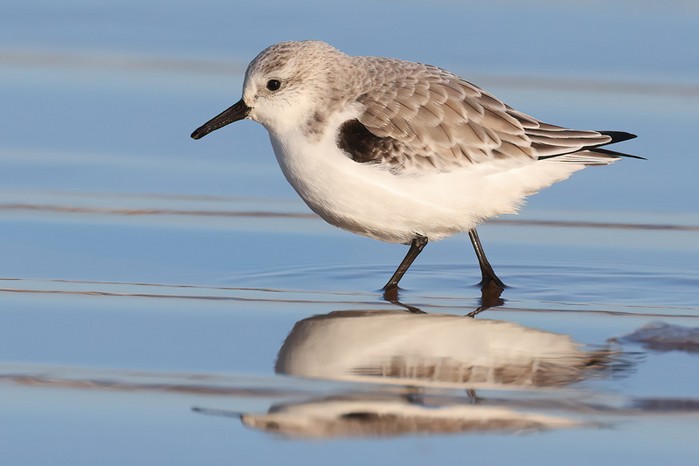 Sanderling