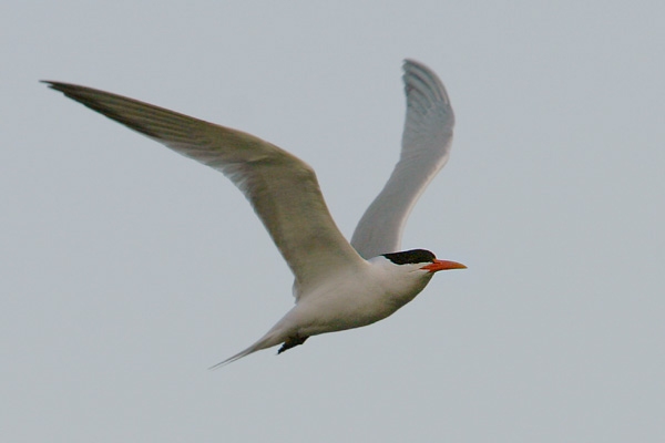 Elegant Tern