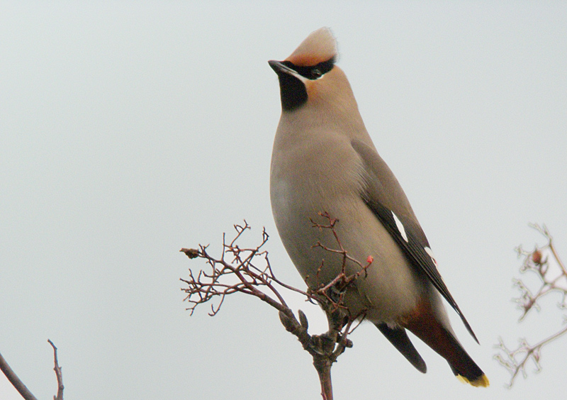 Waxwing