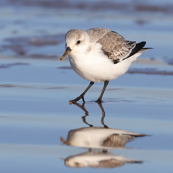 Sanderling