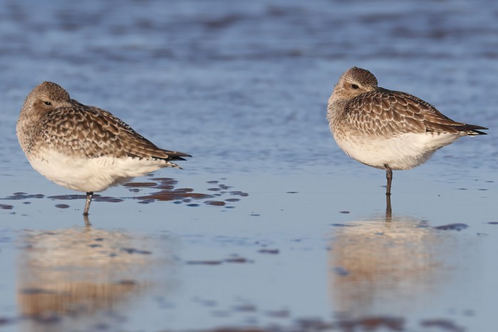 Grey Plover