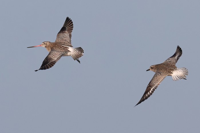 Grey Plover - Bar-tailed Godwit