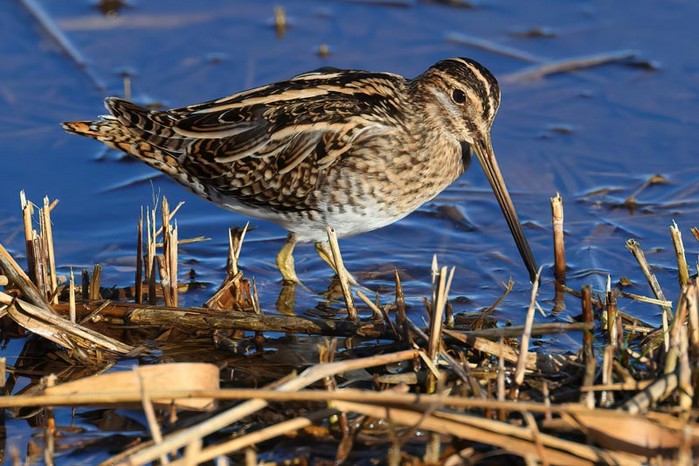 Snipe