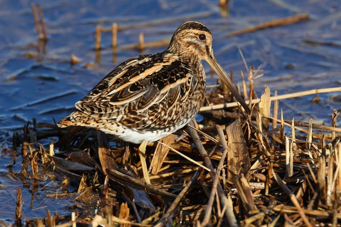 Snipe