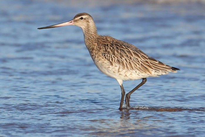 Bar-tailed Godwit
