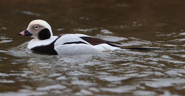 Long-tailed Duck