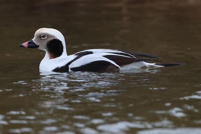 Long-tailed Duck