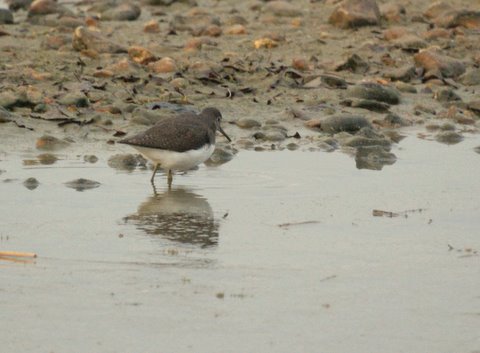 Green Sandpiper